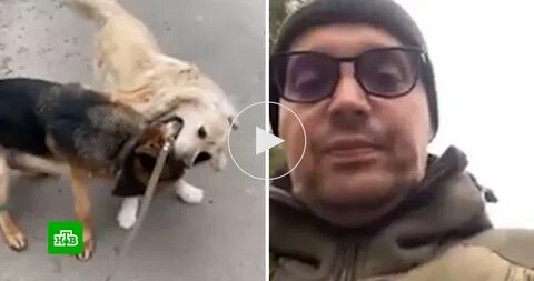 Сосед собака мужик