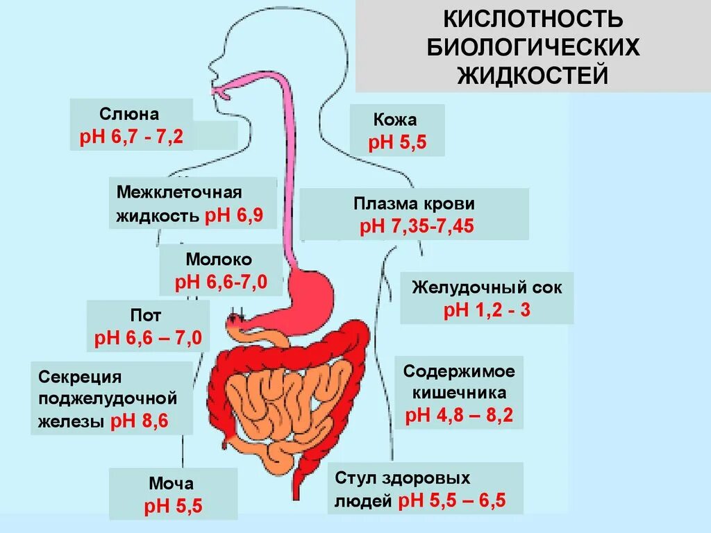 Какой сок в толстом кишечнике. Пищеварительная система человека PH. Кислотность пищеварительной системы. PH В разных отделах пищеварительного тракта человека. PH среда Толстого кишечника.