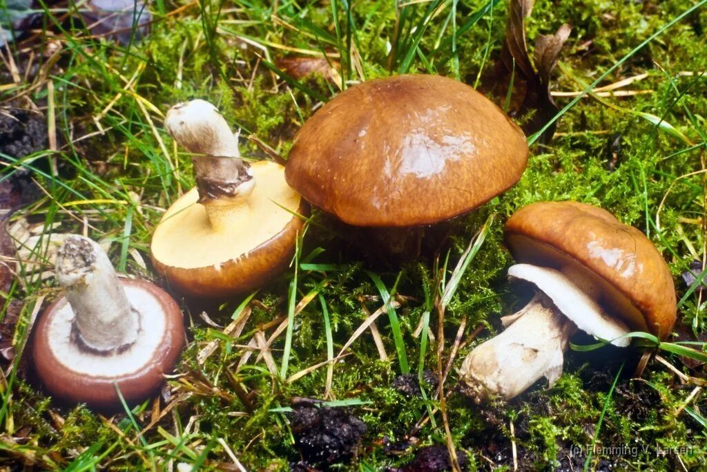 Масленок гименофор. Маслёнок гриб маслята. Гриб масленок название. Гриб масленок название. Гриб масленок название.