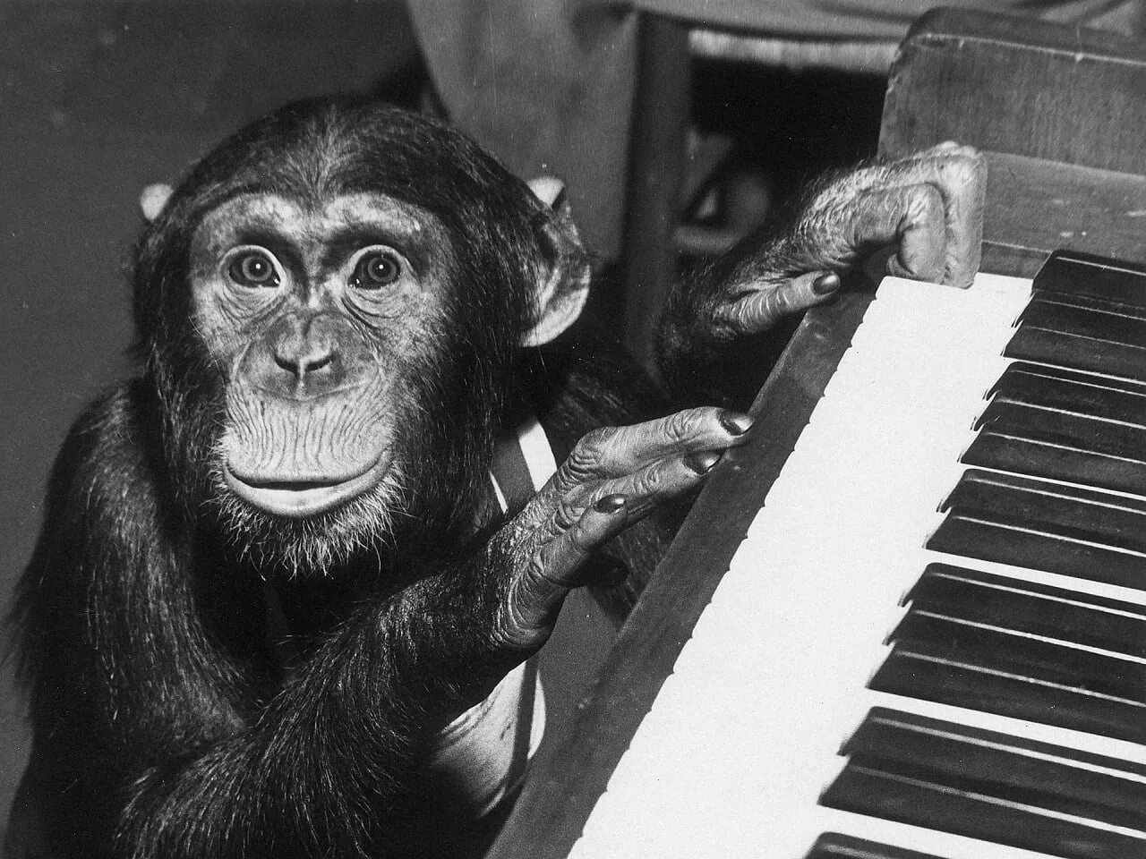 Monkey песня слушать. Музыкальная обезьяна. Обезьянки с музыкальными инструментами. Обезьяна с музыкальным инструментом. Пианино обезьянка.