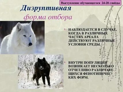 Дизруптивный разрывающий отбор примеры