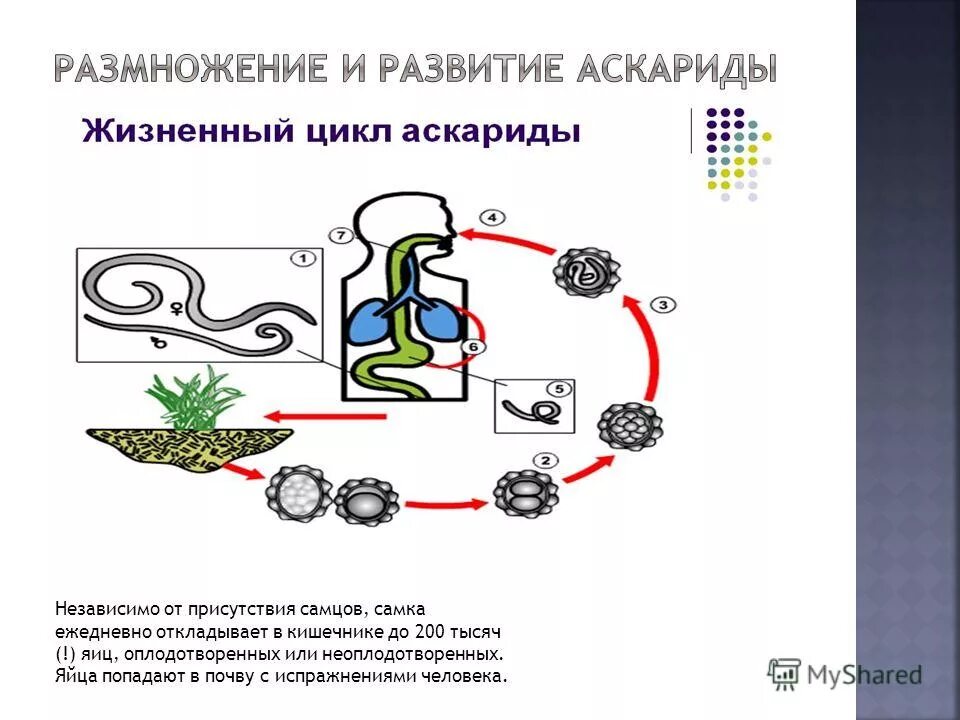 Цикл развития аскариды биология. Цикл развития аскариды человеческой. Биологический цикл развития аскариды. Жизненный цикл аскариды схема ЕГЭ.