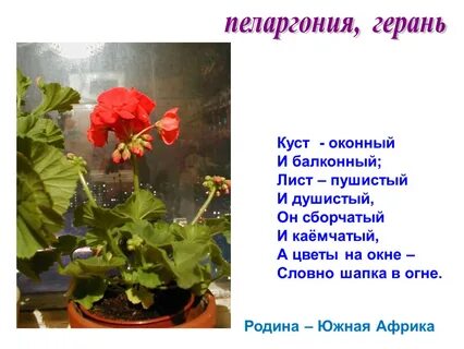 Откуда попали к нам кактусы пеларгония