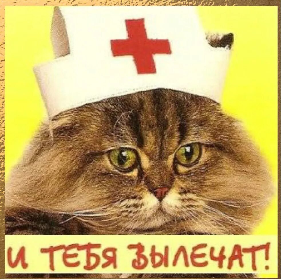 Выздоравливающий котик. С днем медработника кот. Кот поздравляет с днем медработника. С днем медика котик. С днем медика с кошкой.