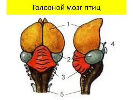 Головной отдел птиц