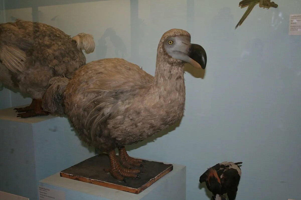 Маврикий птица Додо. Мавританский Дронт Додо. Музей естествознания в Лондоне Додо. Дронт вымершая птица. Додо животное