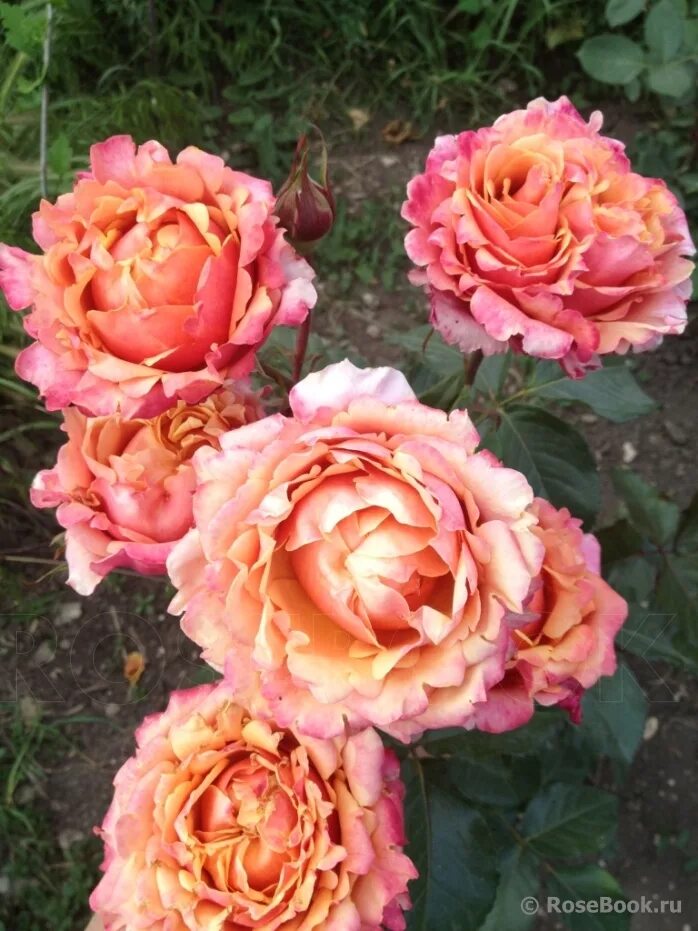 черри бренди отзывы