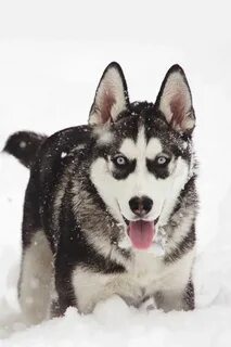 Хасик