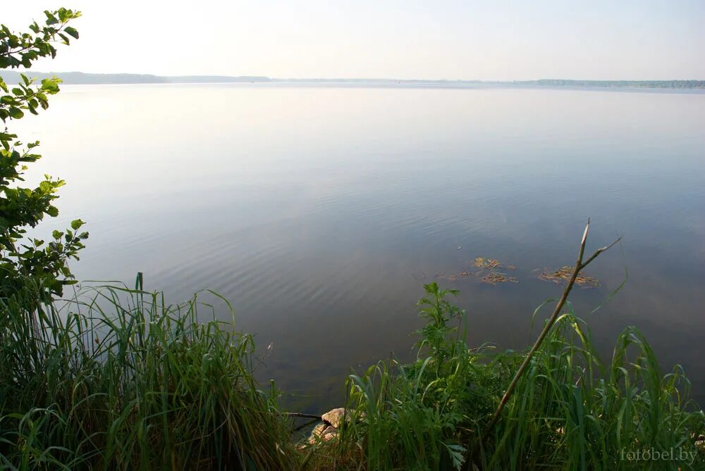 фрукт похожий на хурму. белое озеро саратовская область лысогорский район. хурма мангостин. озеро белый манго. тайское манго дерево.