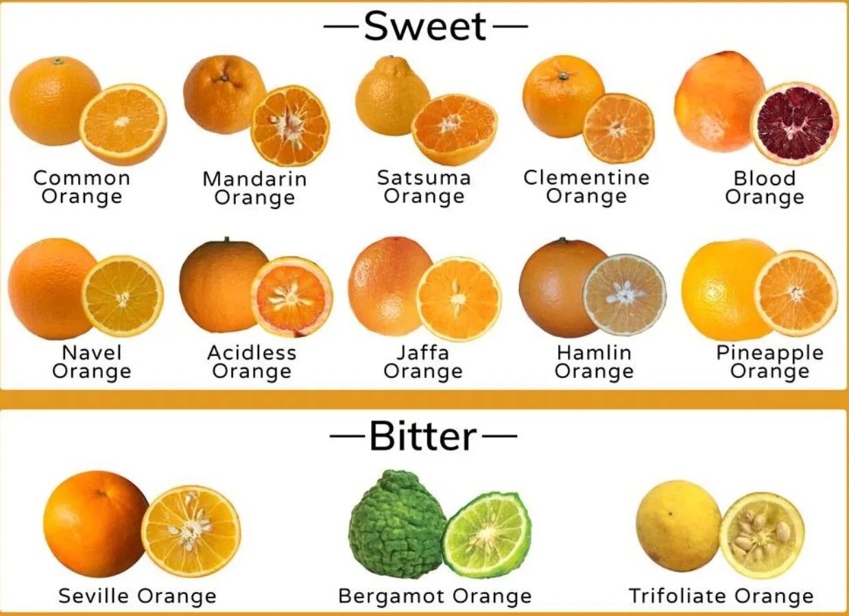 Апельсины страны производители. Мандарин сорта Танжерин. Клементины и мандарины отличие. Сорта апельсинов.