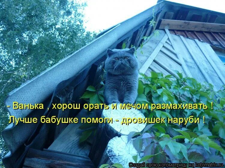 Хорошо закричать. Кот принц. Ты мой лучший друг мяукает. Лучше не кричи.