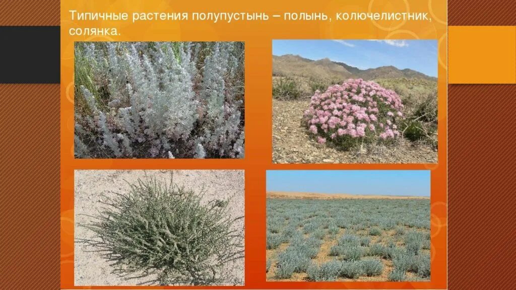 Растения пустыни и полупустыни. Растительность пустынь и полупустынь в россии. растения пустынь и полупустынь в россии. растительный мир пустыни и полупустыни. растения в пустыне и полупустыне россии.