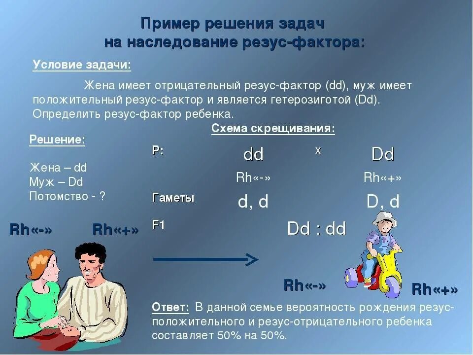 Положительный резус фактор доминантный признак. Задачи по генетике на группы крови и резус-фактор с решением. Наследование резус фактора задача. Генетические задачи по резус фактору. Задачи на резус фактор.