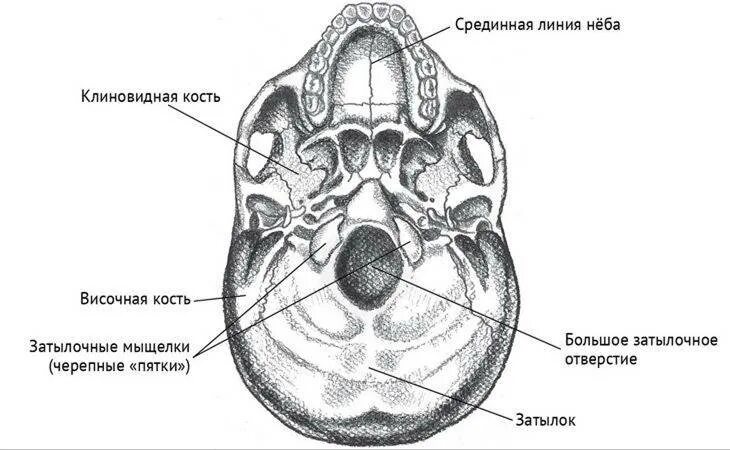 Мыщелок черепа. Мыщелка затылочной кости. Кости черепа затылочная. Мыщелки черепа затылочные.