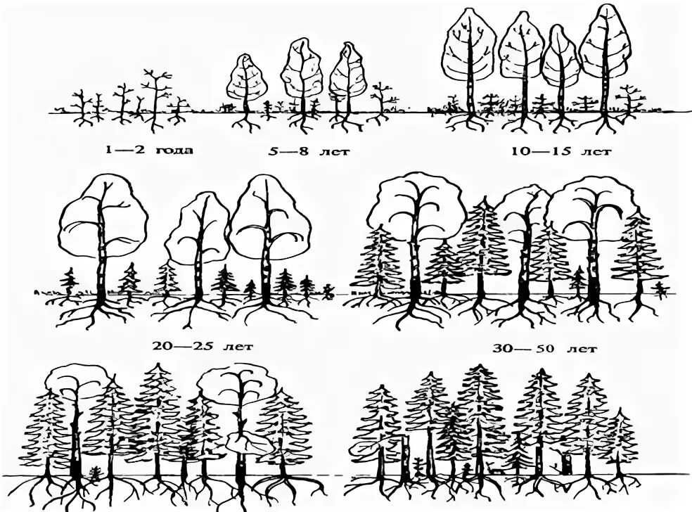 климаксная стадия развития экосистемы. схема процесса смены березового леса на хвойный. превращение березняка в еловый лес. вторичная сукцессия экосистем. превращение березняка в еловый лес.