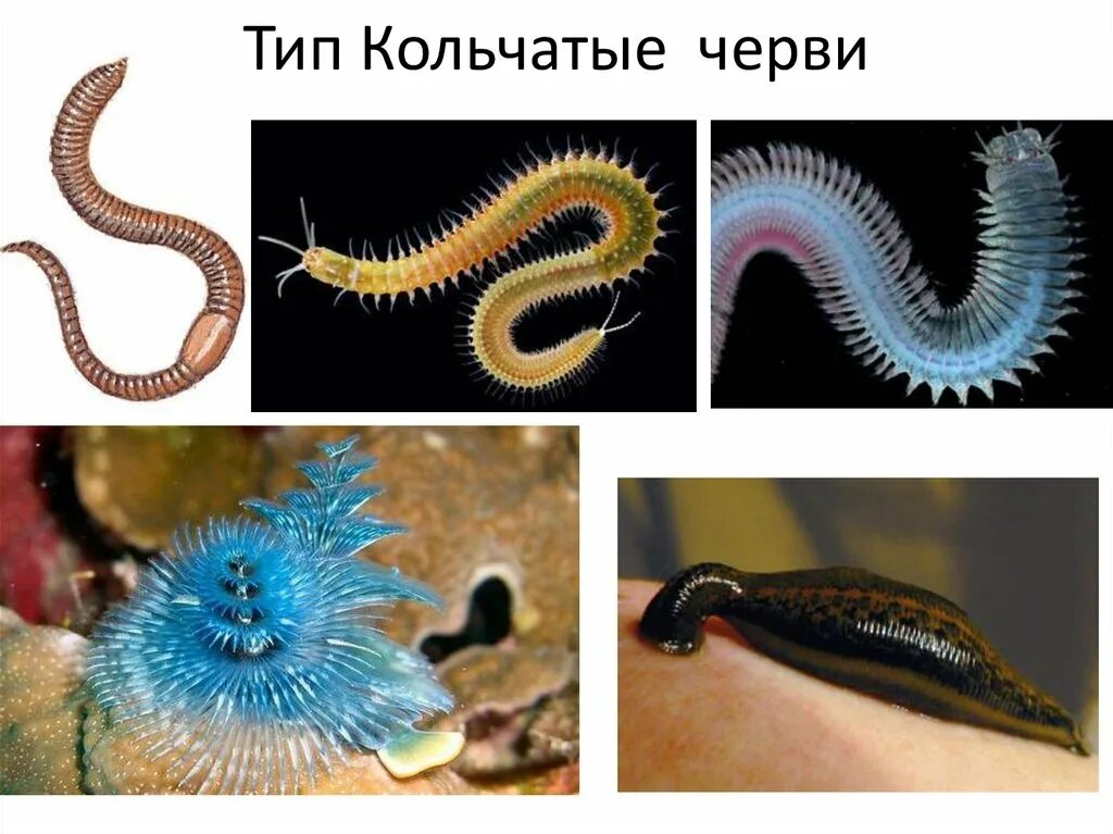 Приведите три примера кольчатых червей. Кольчатые черви. Кольчечетые черви. Кольчатые черви Ресничные. Кольчатые черви паразиты.