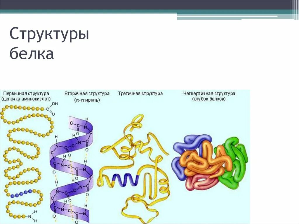 Название функций белка. Роль первичной структуры белка. Белки строение и функции. Функции белка первичная вторичная. Первичная функция белка зависит от.