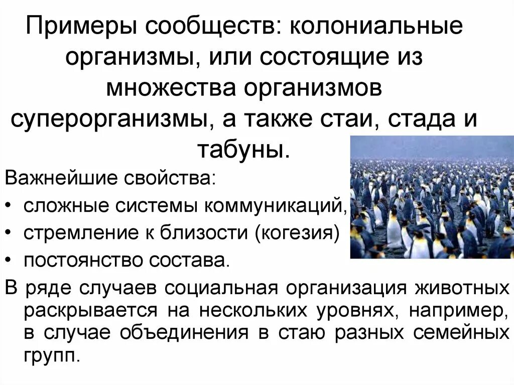 Сообщество людей примеры. Примеры сообществ. Примеры примерных сообществ. Стадо примеры. Примеры сообществ людей.