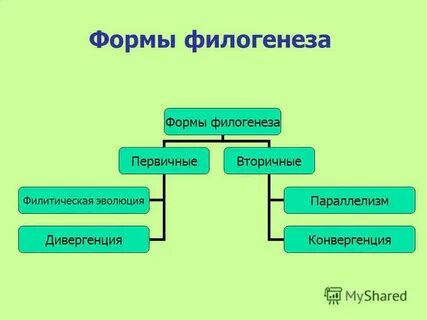 Форма эволюции групп