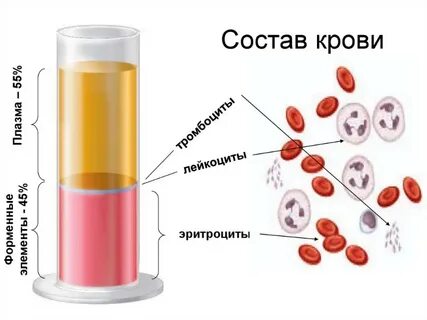 Плазма процентов