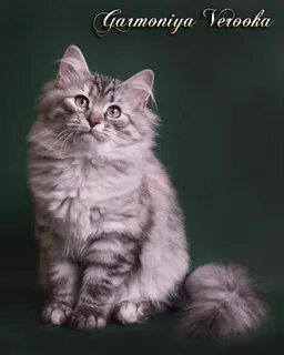 Вес сибирских котят