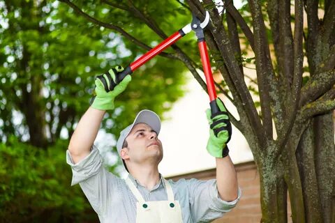 Tree Care & Trimming