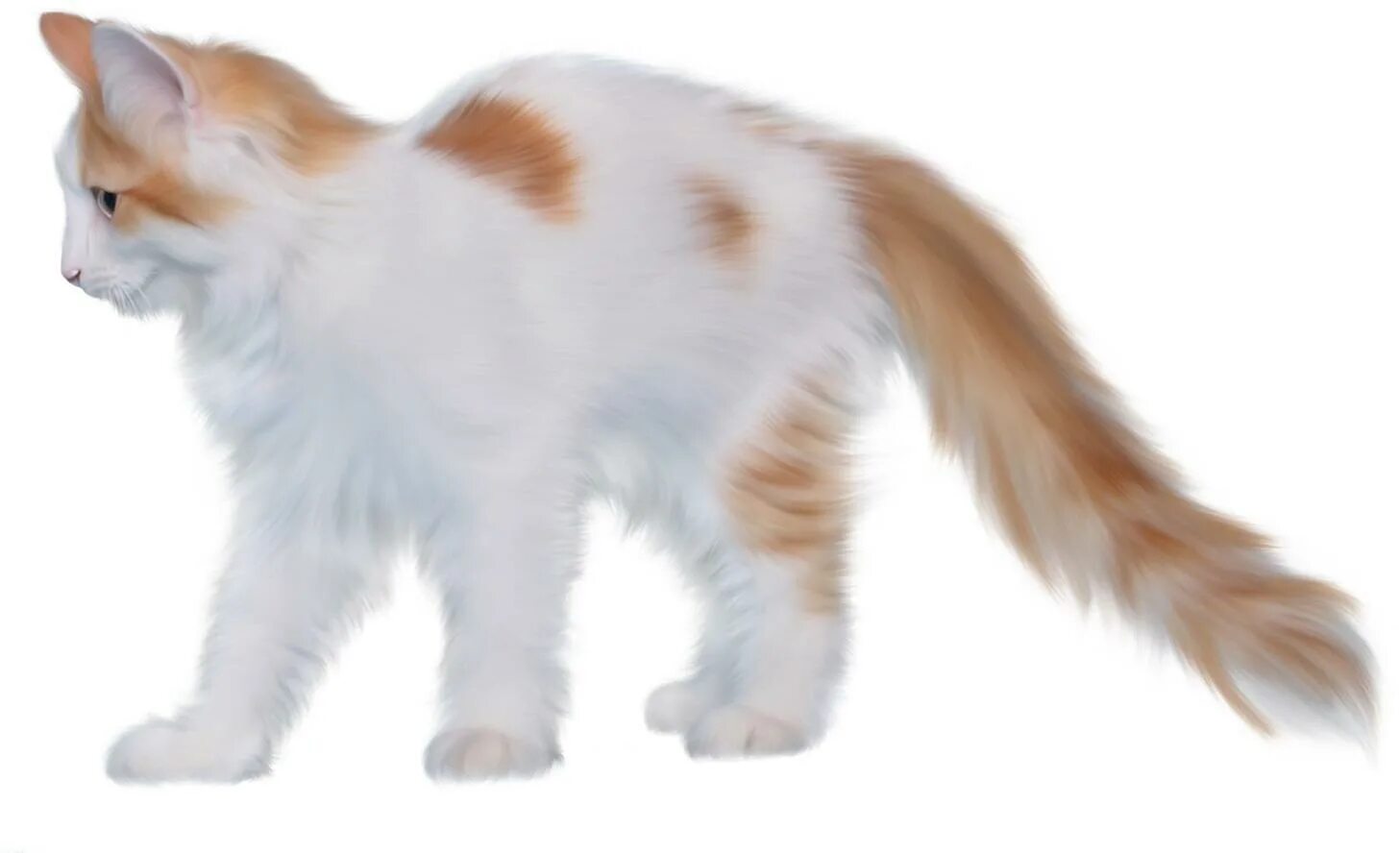 Прозрачная кошка. Пушистая кошка на белом фоне. Кошка на прозрачном фоне. Кот без фона. Кот с пушистым хвостом без фона.