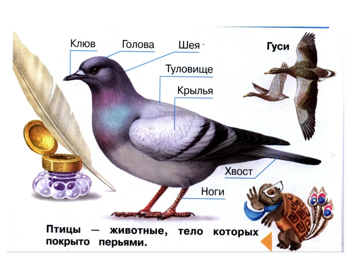 Птицы 5 класс 8. Строение птицы для детей дошкольного возраста для детей. Строение птицы. Строение птицы для детей. Строение тела птицы.