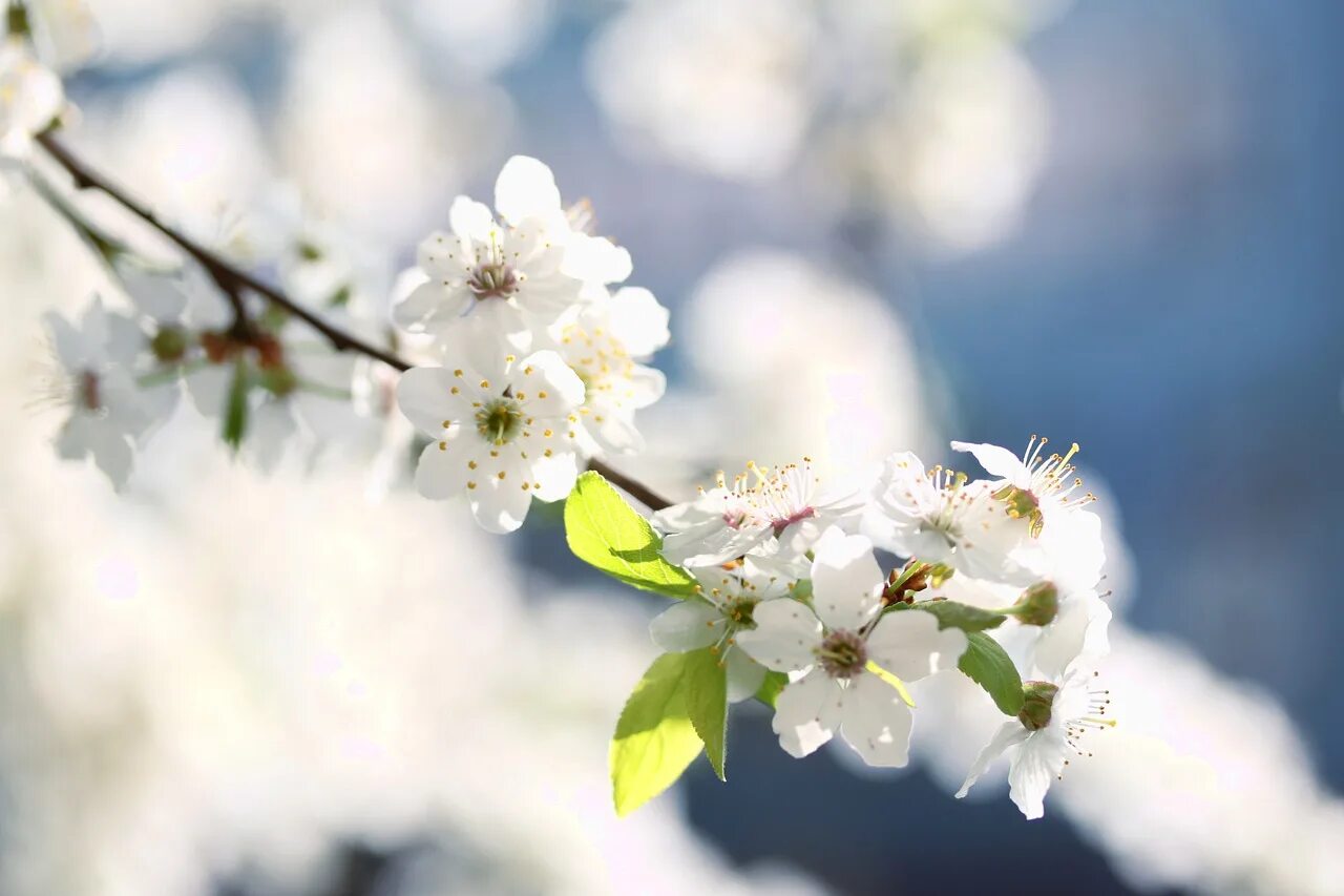 White spring. Белые весенние цветы. Весенние белые цветы на голубом фоне. Белый весенний цветочек картинка.