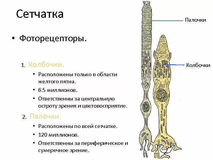 Палочки и колбочки сетчатки строение. Палочки и колбочки строение и функции. Колбочки и палочки глаза функции и строение. Строение глаза анатомия палочки и колбочки. Колбочки сетчатки находятся