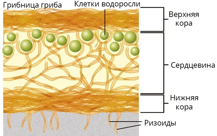 Клетки водоросли в теле лишайника. Гриб и водоросль в лишайнике. Лишайники размножение. Роль клетки водоросли в организме лишайника. Водоросль снабжает лишайник