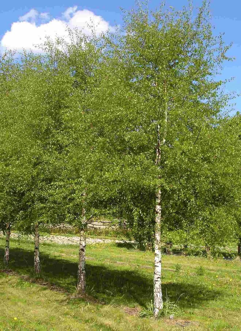 Береза повислая криспа (betula pendula crispa). Береза повислая бетула пендула. Берёза повислая далекарлийская. Береза повислая crispa. Береза повислая лациниата.