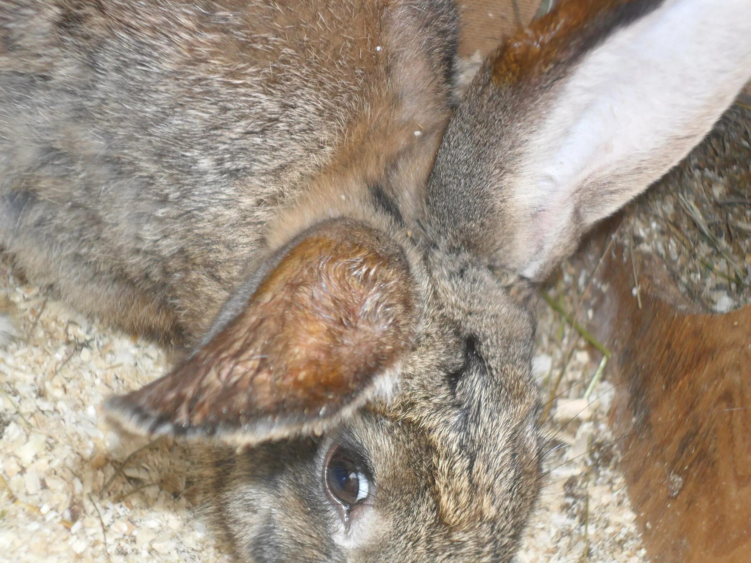 Почему уши у зайцев. Миксоматоз у кролика уха. Псороптоз ушной кролика.