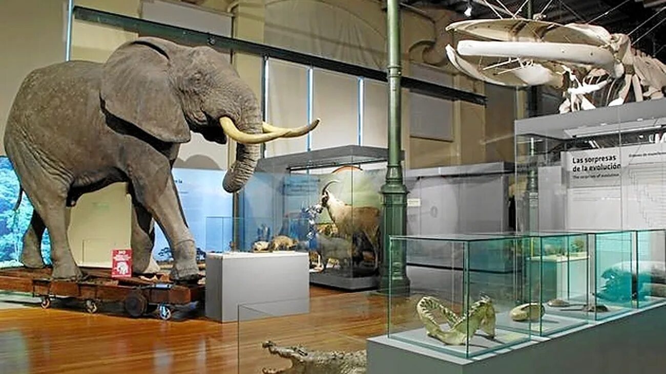 Музей естествознания в хельсинки. Музей естествознания (natural history museum). Музей естественной истории татарстана в казани. Музей естествознания санкт-петербург. Музей естествознания (natural history museum).