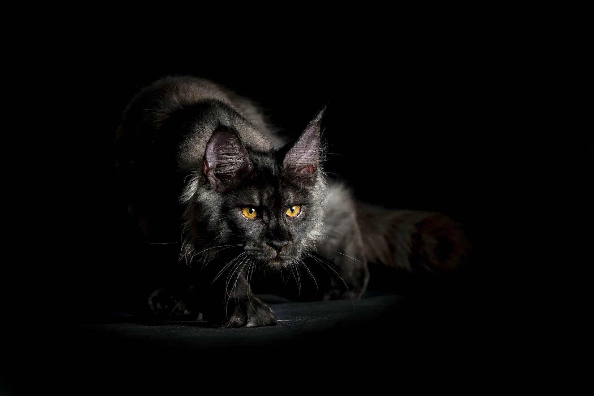 Картинка кот на черном фоне. Кот мейн кун черный. мейн кун серый. мейн кун фото.