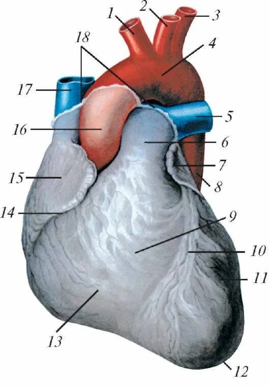 Грудино-реберная поверхность сердце вид спереди. Внешнее строение сердца анатомия. Строение сердца снаружи анатомия.