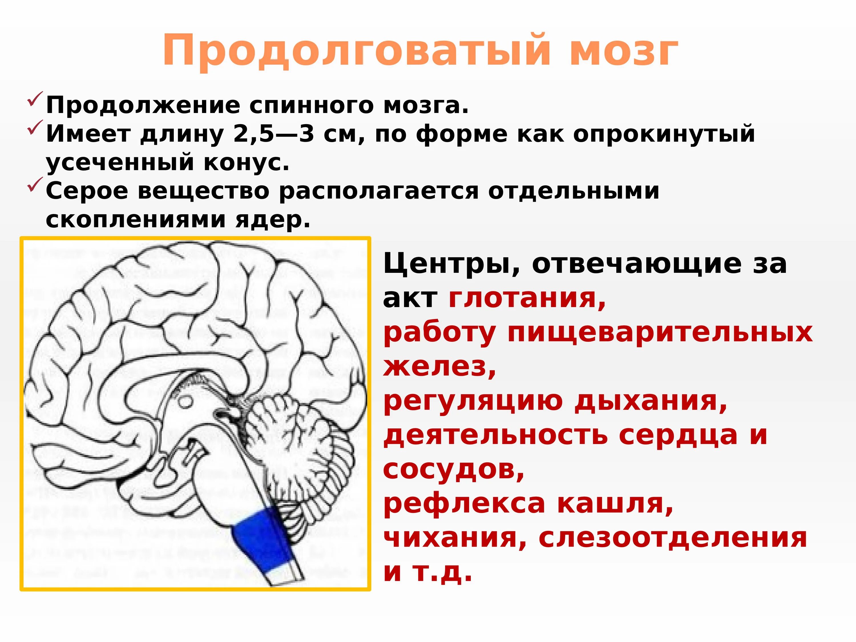 Строение ЦНС. Функции нервной системы. Первая и вторая сигнальная система человека. Строение и функции отделов головного мозга. Функции центрального отдела нервной системы