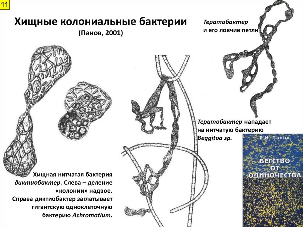 Бактерии хищники. Хищные бактерии примеры. Хищные колониальные бактерии. Хищничество бактерий примеры.