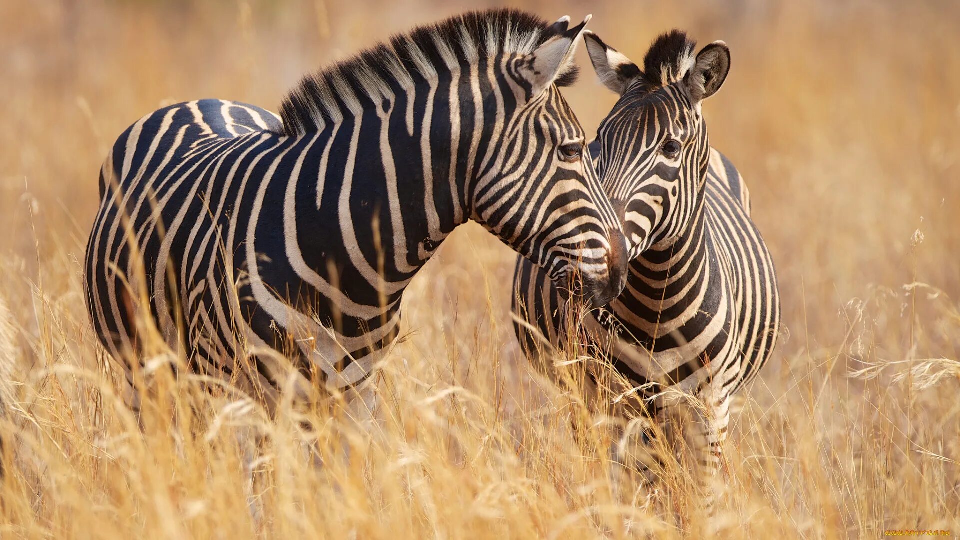 Африканские животные. Зебры. Красивая Зебра. Зебра в природе. Зебра живет в африке