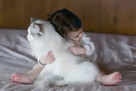 Лучшие кошки для детей