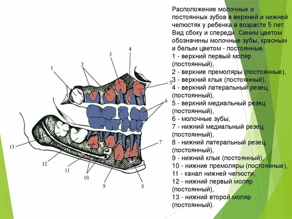 Зуб строение молочные постоянные зубы. Зуб строение молочные постоянные зубы