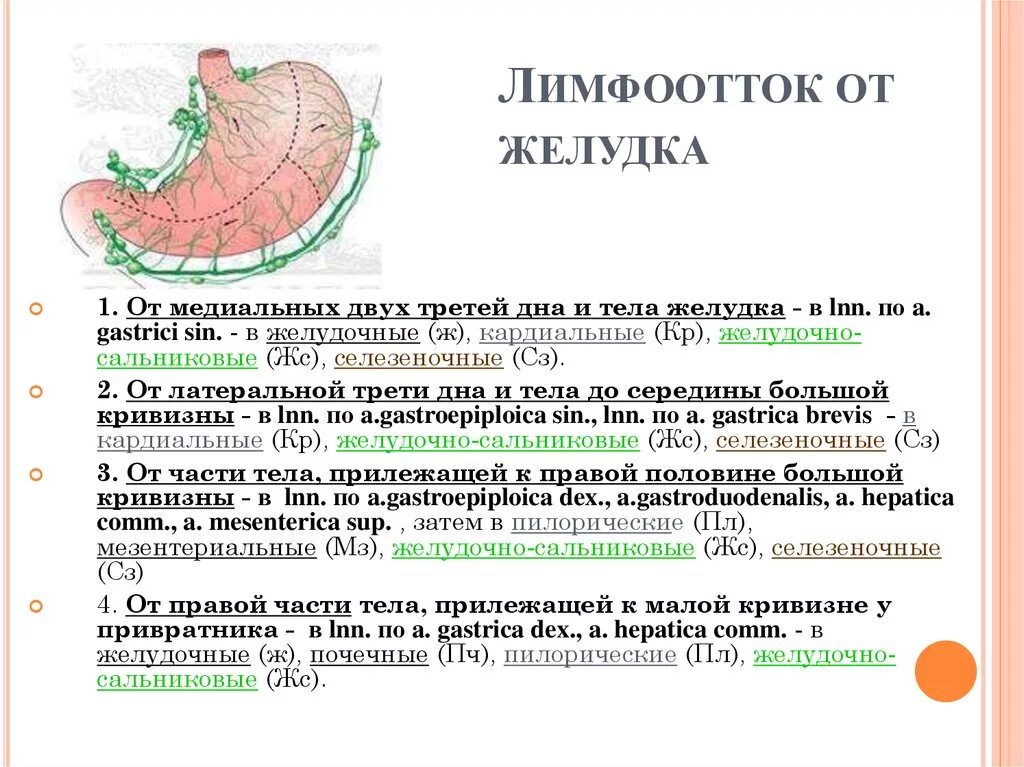 Лимфатическая система желудка схема. Лимфатические узлы желудка анатомия. Лимфатический отток от желудка анатомия. Лимфатические сосуды желудка схема. Лимфоузлы и удаление матки