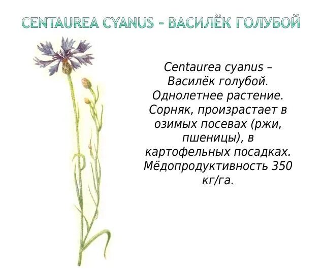 Какой тип питания характерен для василька лугового. Василек синий сорняк. Василёк цветок описание. Василек Луговой медопродуктивность. Василек синий морфологическое описание.