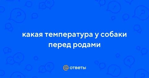Какая температура у собак перед родами