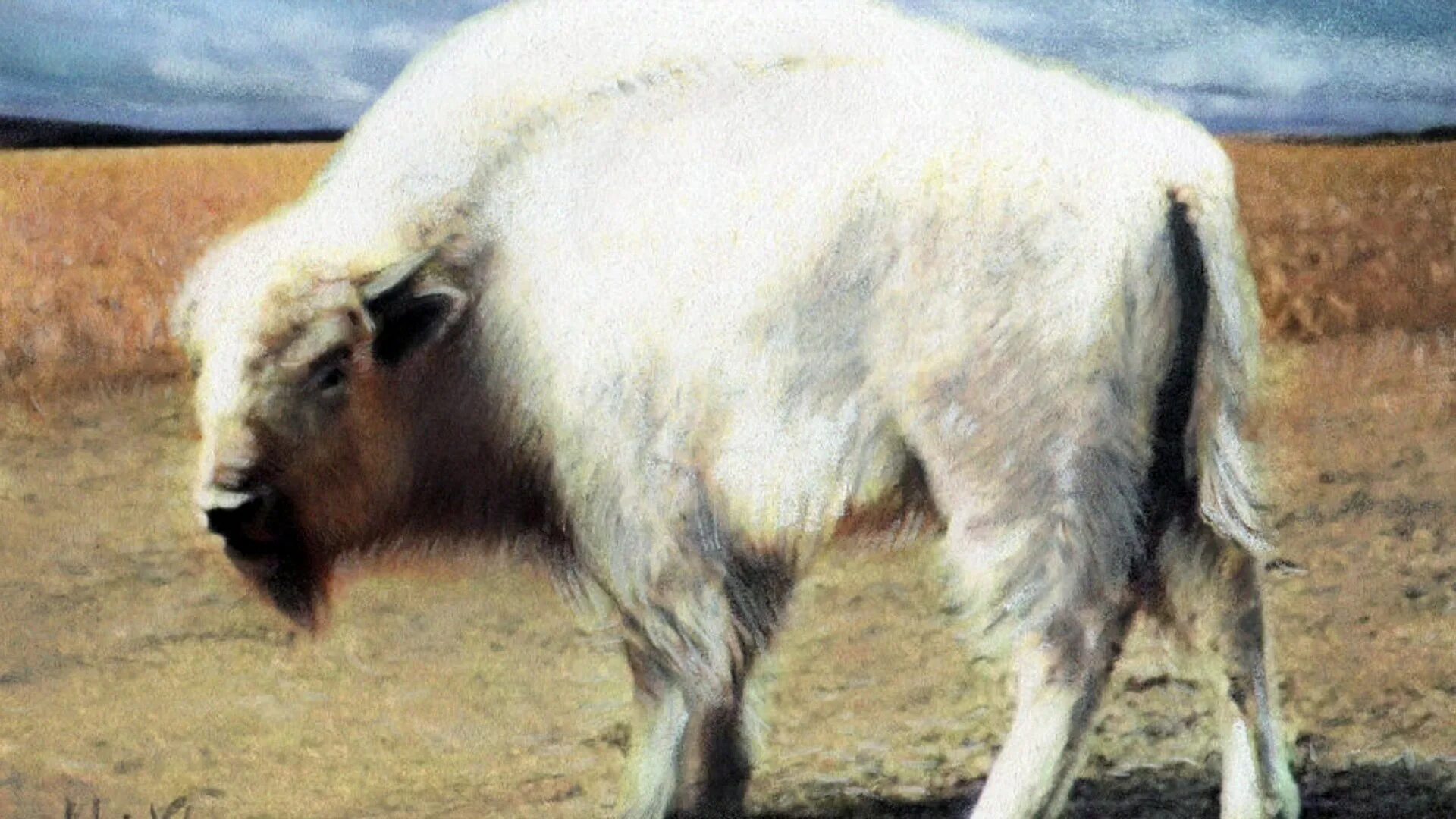 Белый Бизон 1977. Бизон альбинос. Бизон альбинос американский. Белый буйвол.