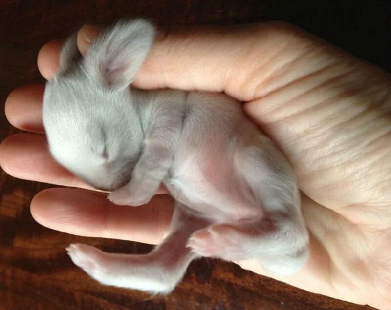 Новорожденные крольчата. Новорожденные декоративные кролики. Маленькие новорождённые кролики. Новорожденный декоративный кролик.