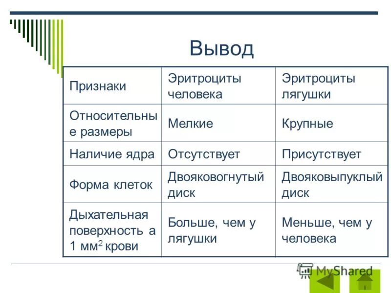 Лабораторная работа сравнение крови лягушки и человека. Таблица по биологии эритроциты человека и лягушки. Таблица признаки эритроциты человека эритроциты лягушки. Признаки эритроциты человека и лягушки таблица. Относительные Размеры эритроцитов человека и лягушки.