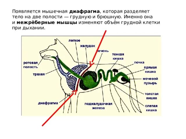 Как появляются мышцы. Как образуются мышцы. Полости тела. При вдохе объем грудной полости у кошки.