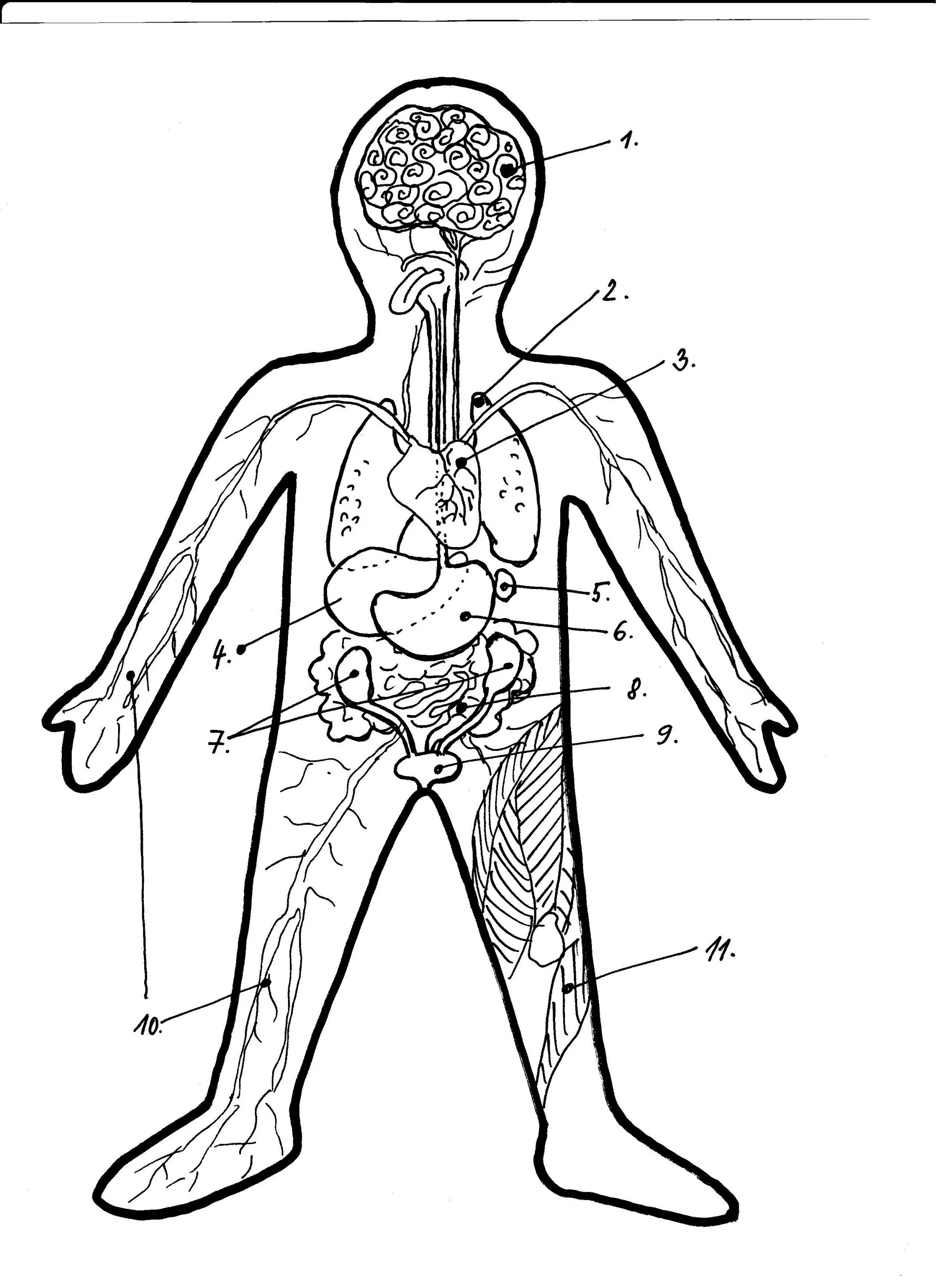 Печатать органы. Контур человека с органами. Контур человека с внутренними органами. Человек внутри раскраска. Организм человека раскраска.