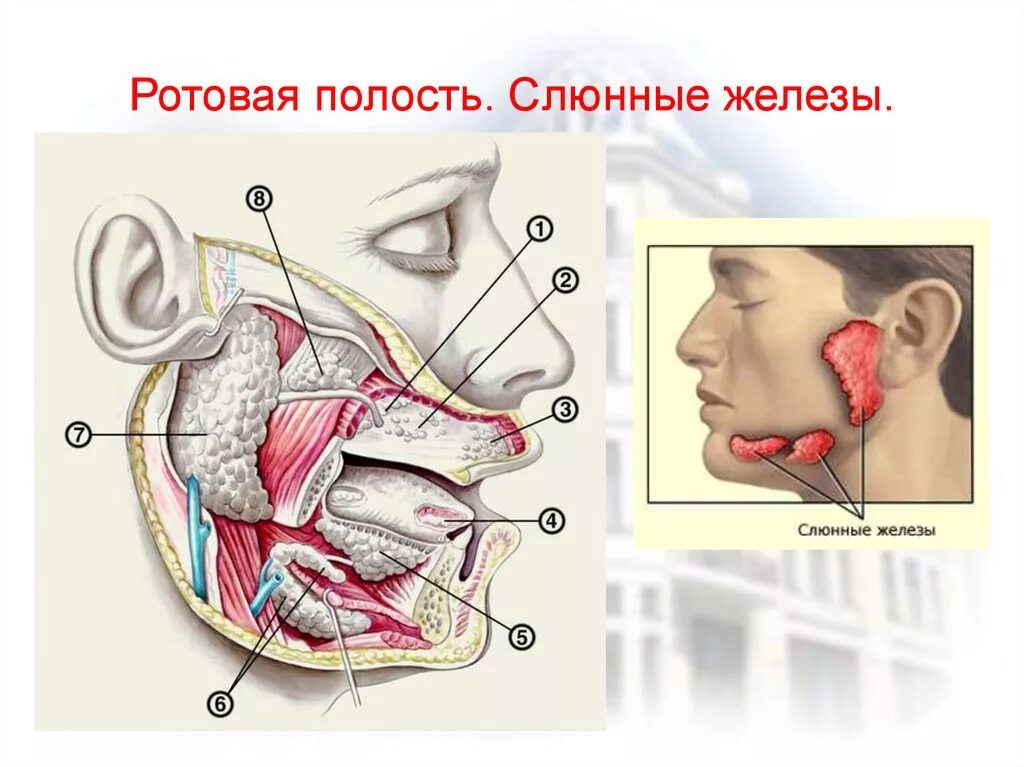 Околоушная слюна. Слюнные железы строение анатомия. Ротовая полость анатомия слюнные железы. Структура слюнных желез анатомия. Строение ротовой полости железы.